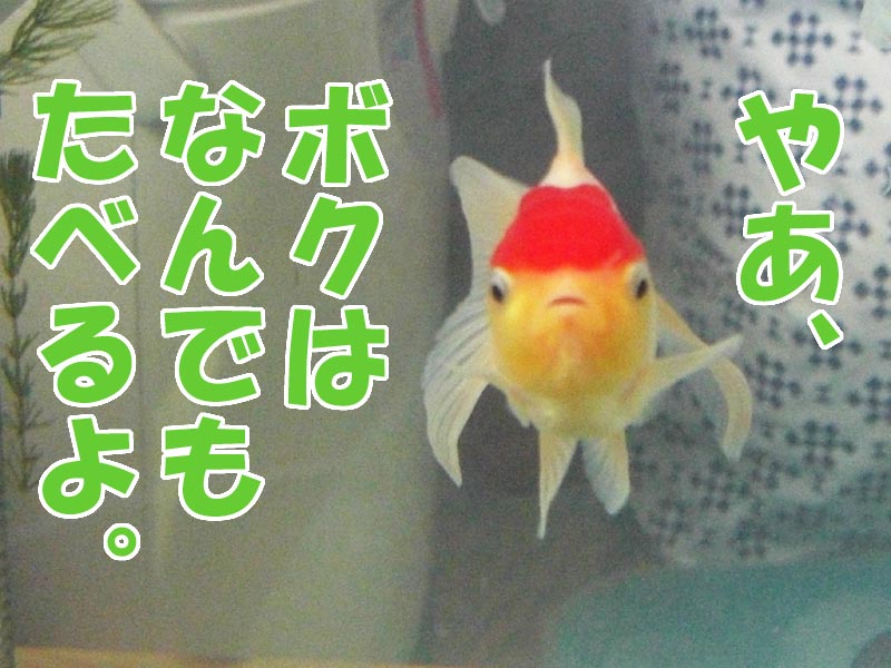 金魚のごはん 原色レトロチカ