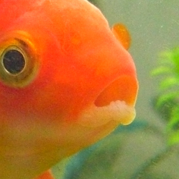 金魚に前歯 原色レトロチカ