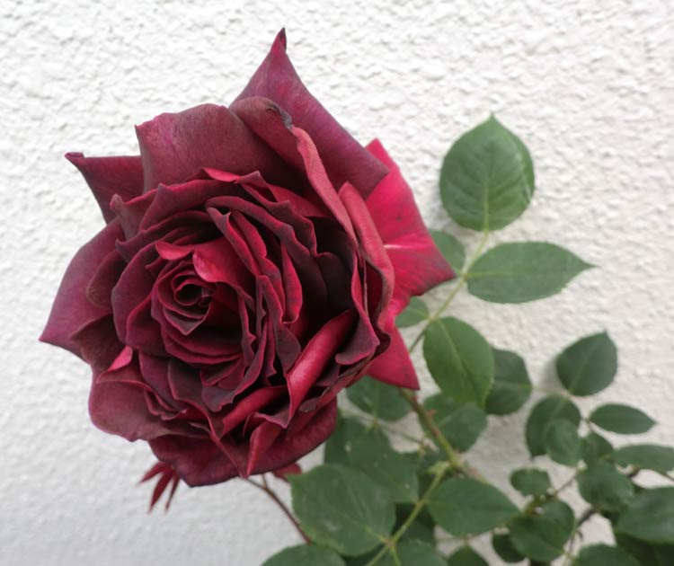 濃い赤系薔薇、いろいろ開花: 原色レトロチカ