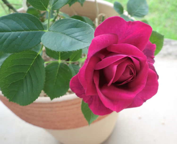 濃い赤系薔薇、いろいろ開花: 原色レトロチカ