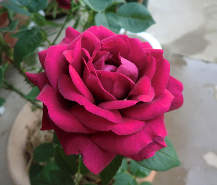 浴衣 2点セット 薔薇 黒 レディース 30代 40代 50代 赤 ボルドー